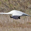Whooping Crane